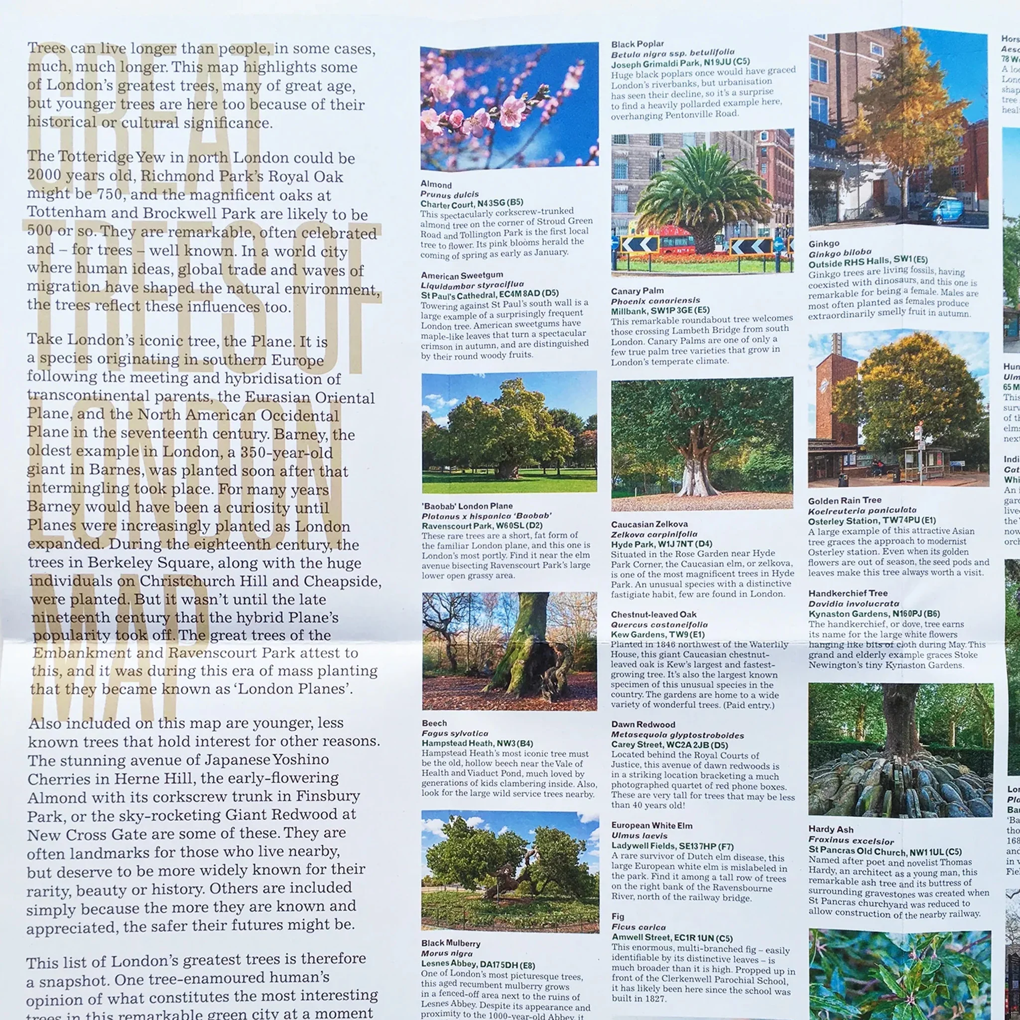 Great Trees of London Map by Blue Crow Media - Image 3